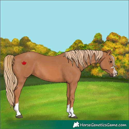 Horse Color:Chestnut 
