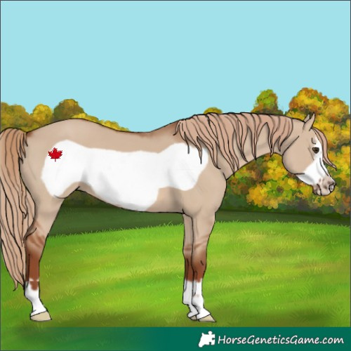 Horse Color:Red Dun Frame 
