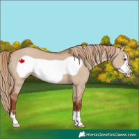 Horse Color:Red Dun Frame