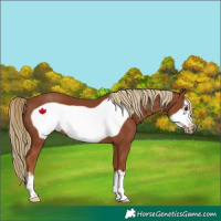 Horse Color:Chestnut Frame