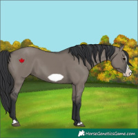 Horse Color:Grullo Frame