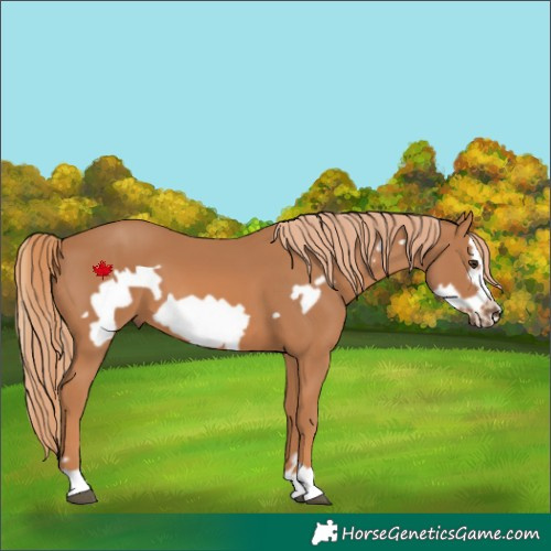 Horse Color:Chestnut Frame 