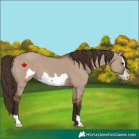 Horse Color:Liver Red Dun Frame