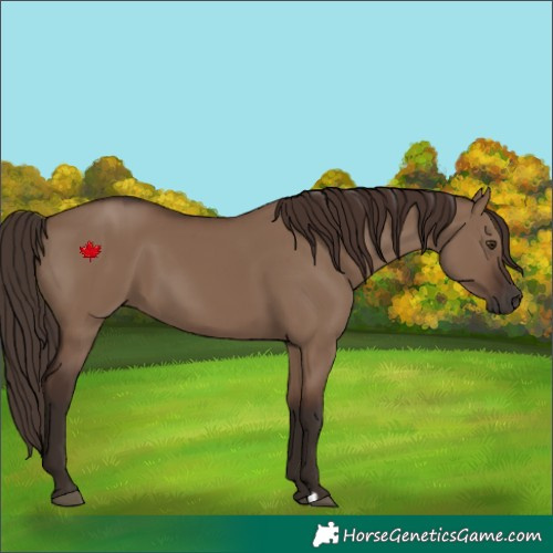 Horse Color:Liver Red Dun 