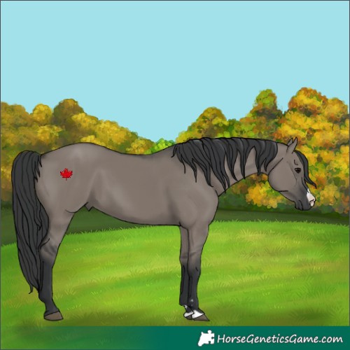 Horse Color:Grullo 