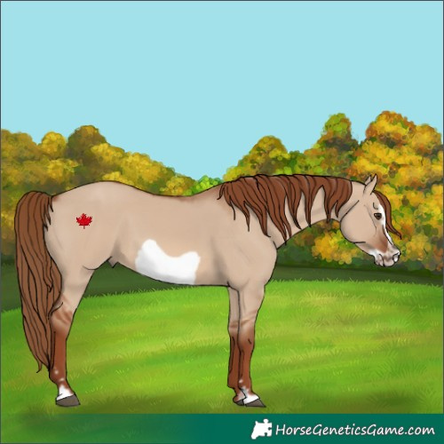 Horse Color:Red Dun Frame 