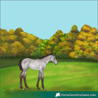 Horse Color:Platinum Chocolate Buckskin Roan 
