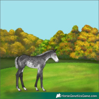 Horse Color:Silver Smoky Black Chinchilla 