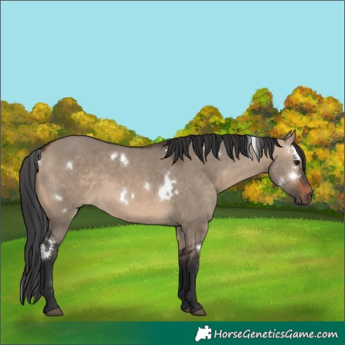 Horse Color:White Spotted Brown Dun Rabicano 