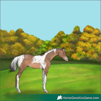 Horse Color:Sable Champagne Tobiano