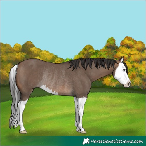 Horse Color:Brown Dun Splash Rabicano 