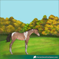 Horse Color:Sable Champagne Tobiano Rabicano