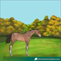 Horse Color:Sable Champagne Tobiano