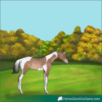 Horse Color:Sable Champagne Tobiano Rabicano