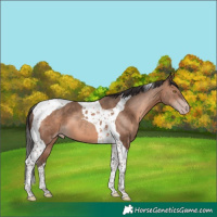 Horse Color:Sable Champagne Tobiano 