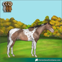 Horse Color:Sable Champagne Tobiano