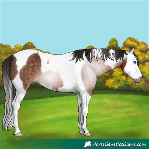 Horse Color:Gray Bay Splash Tobiano 