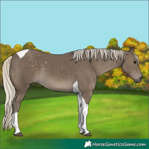 Horse Color:Silver Smoky Black Tobiano 