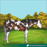 Horse Color:White Spotted Brown Splash