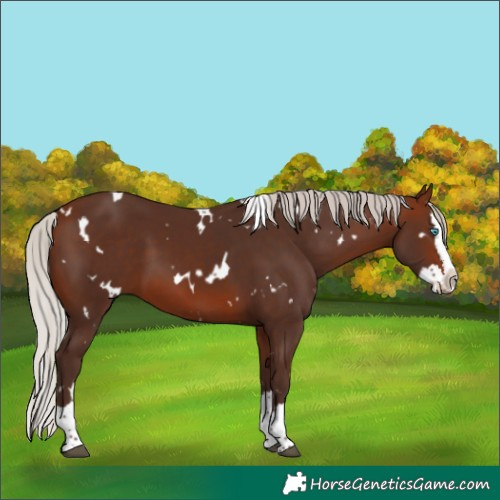 Horse Color:White Spotted Silver Brown Splash 