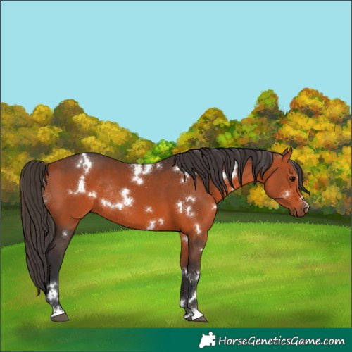 Horse Color:White Spotted Bay Rabicano 
