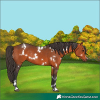 Horse Color:White Spotted Bay Rabicano