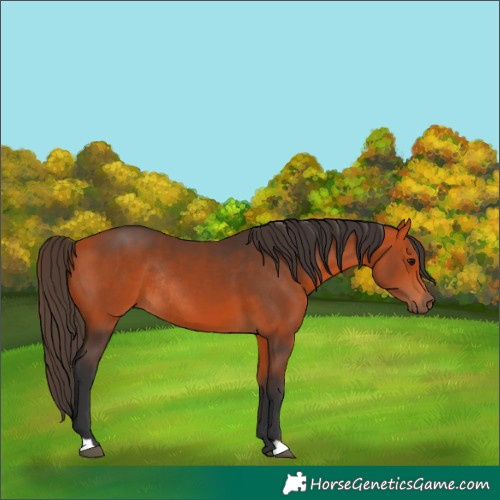 Horse Color:Bay Rabicano 