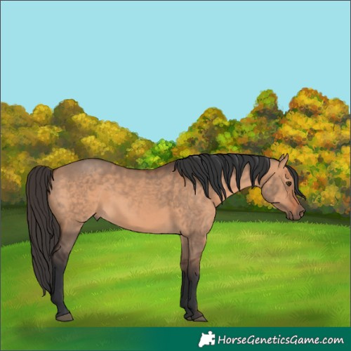 Horse Color:Bay Dun Rabicano 