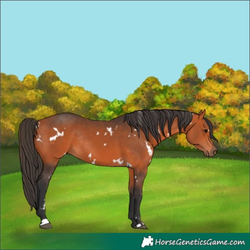 Horse Color:White Spotted Bay Rabicano 