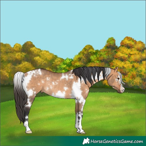 Horse Color:White Spotted Bay Dun Rabicano 