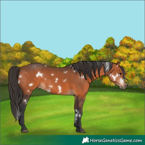 Horse Color:White Spotted Bay Rabicano 