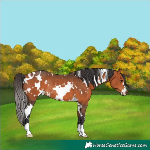 Horse Color:White Spotted Bay Rabicano 