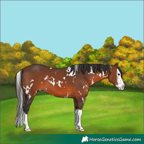 Horse Color:White Spotted Brown Splash 