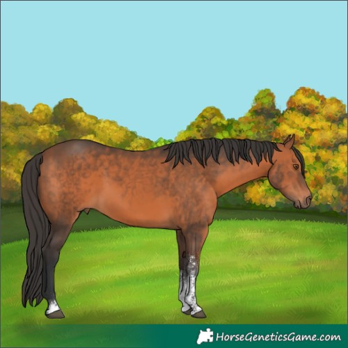 Horse Color:Bay Sabino 