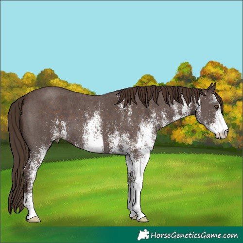 Horse Color:White Spotted Liver Chestnut 