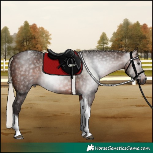 Horse Color:Gray Silver Bay Tobiano 