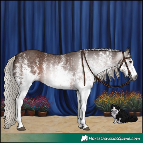 Horse Color:Gray White Spotted Silver Black 