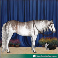 Horse Color:Gray White Spotted Silver Black