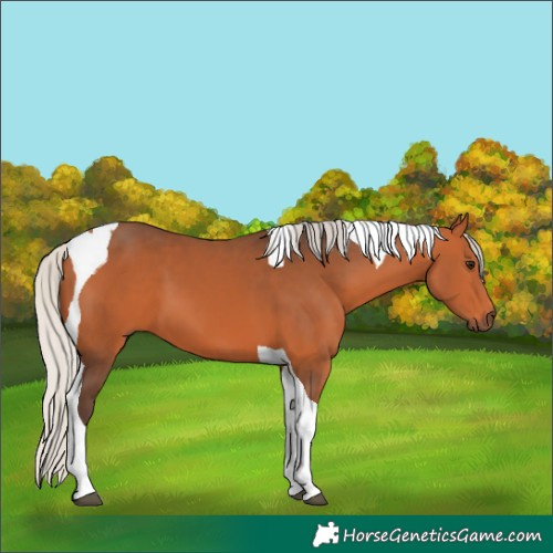 Horse Color:Silver Bay Tobiano 