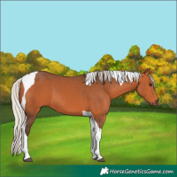 Horse Color:Silver Bay Tobiano