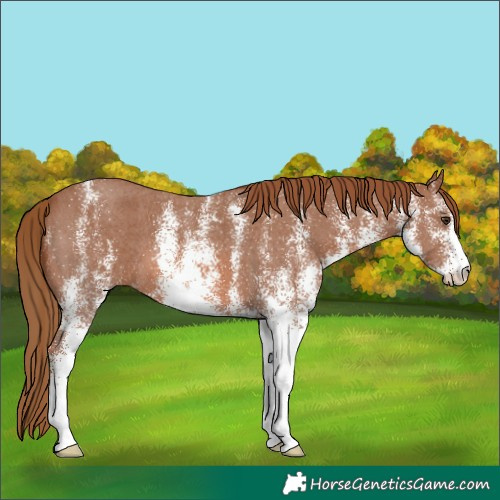 Horse Color:White Spotted Chestnut 
