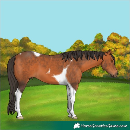 Horse Color:Bay Tobiano 