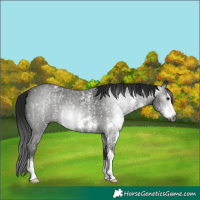 Horse Color:Gray Black Sabino