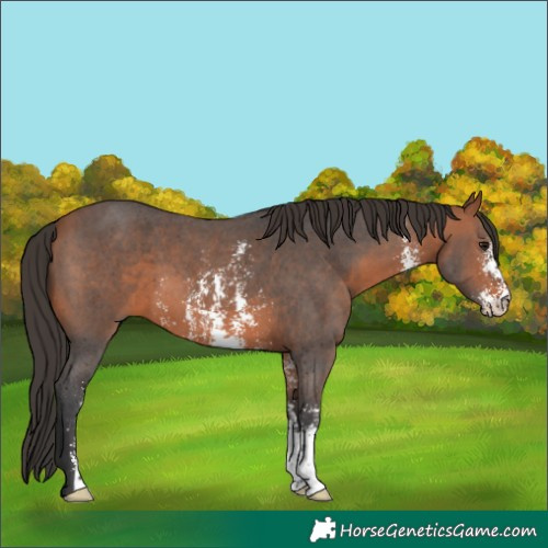 Horse Color:Bay Sabino 