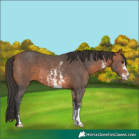 Horse Color:Bay Sabino 