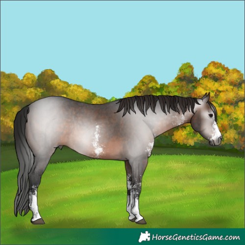 Horse Color:Gray Brown Sabino Rabicano 