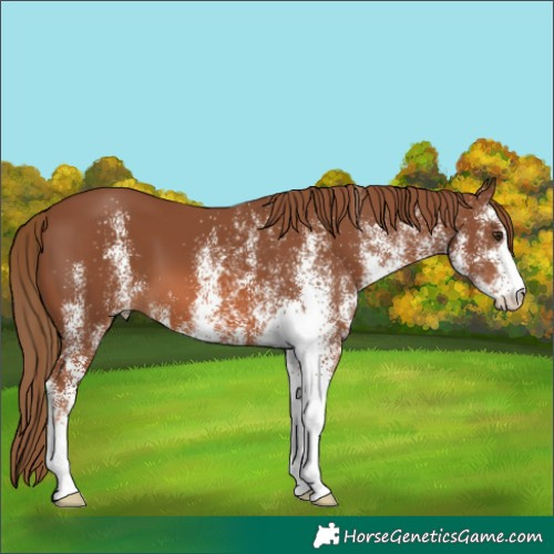 Horse Color:White Spotted Chestnut 
