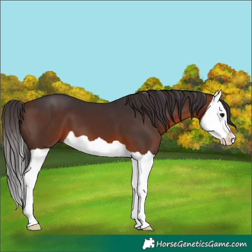 Horse Color:Brown Splash 