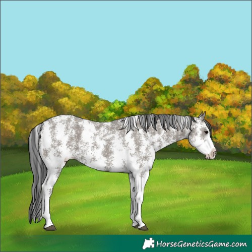 Horse Color:Grullo Sabino 