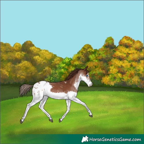 Horse Color:Liver Chestnut Splash Blanket 